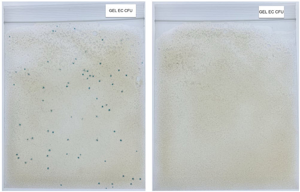 GEL EC CFU Kit results Sample test results for Aquagenx GEL EC CFU Kit showing blue colonies for E. coli and zero colonies for E. coli