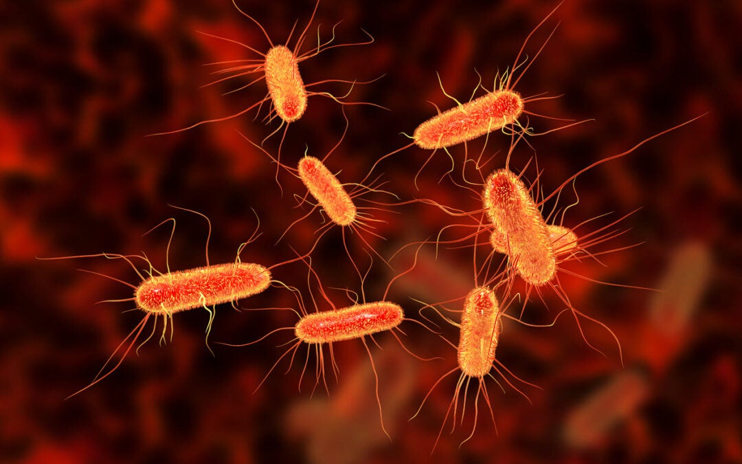 Difference Between Coliform and E. coli Bacteria